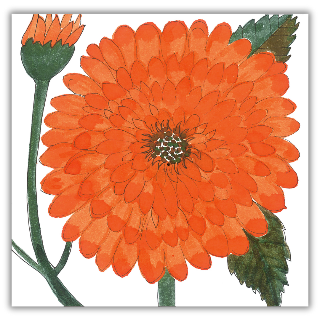Dahlias Greeting Cards – CQ Gardens