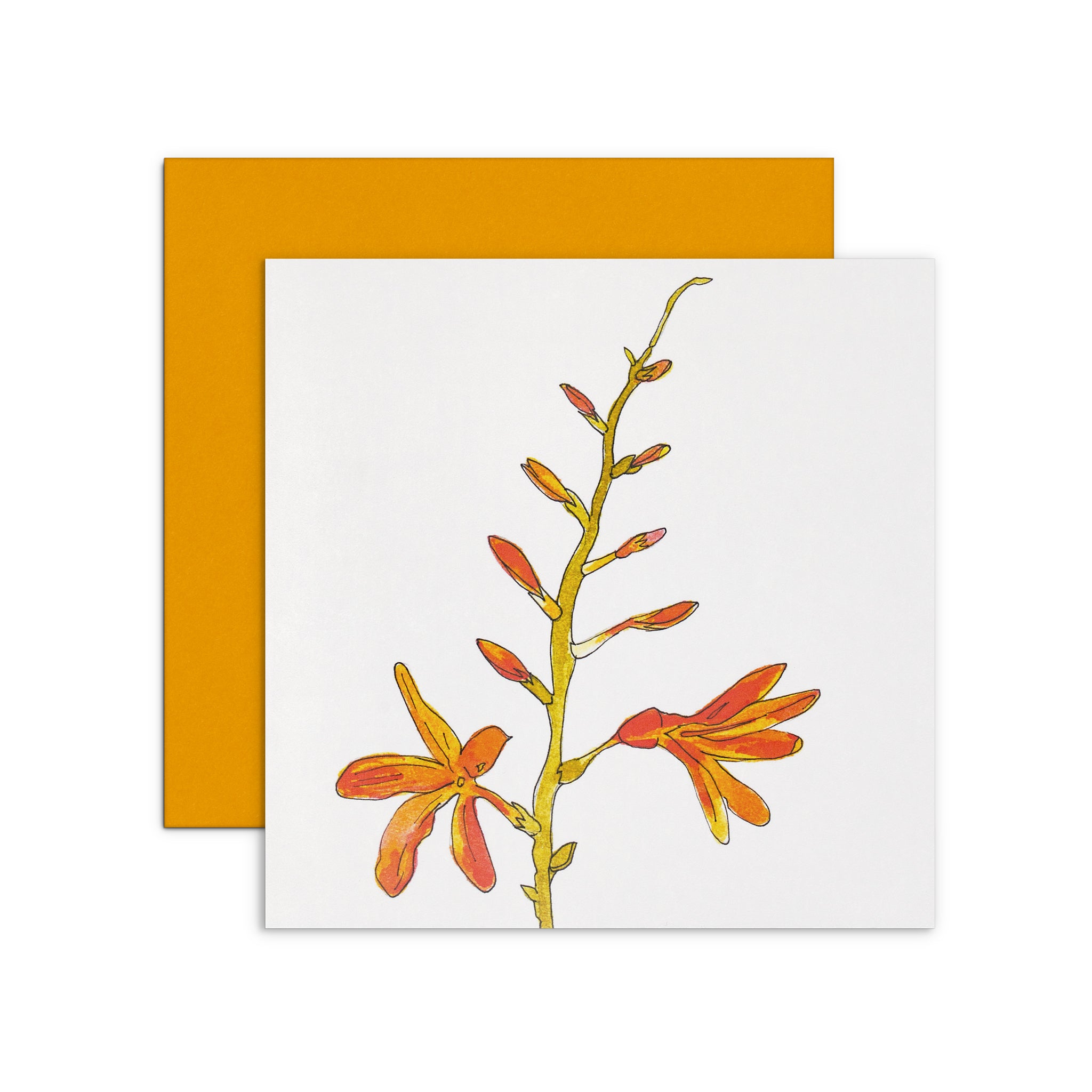 Crocosmia.jpg