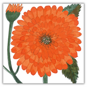 Dahlias Greeting Cards